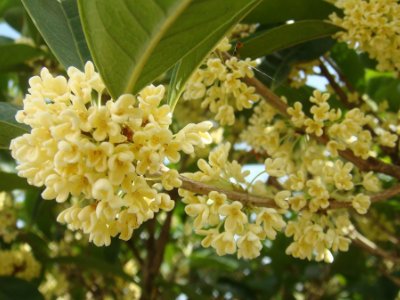 桂花泡茶禁忌，桂花泡水喝的9大禁忌