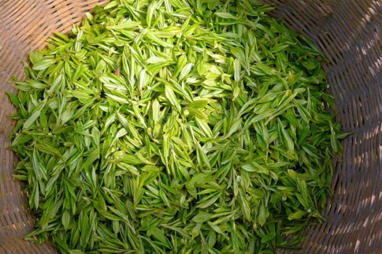 烏牛早和龍井的區(qū)別圖片，龍井43號和烏牛早茶的對比
