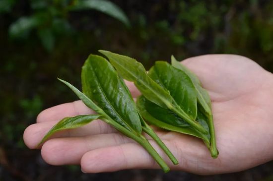單樅茶什么季節(jié)最好喝，鳳凰單叢茶春茶好還是秋茶好？