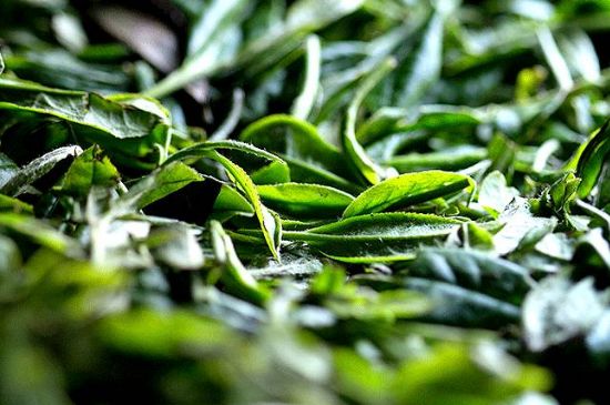 荒野銀針市場價多少，真正的荒野白毫銀針多少錢？