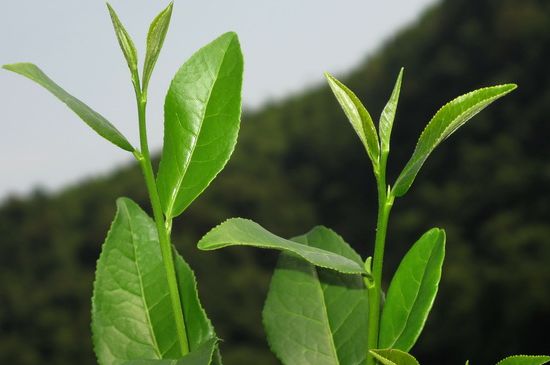 單樅茶什么季節(jié)最好喝，鳳凰單叢茶春茶好還是秋茶好？