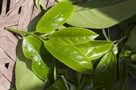 鴨屎香茶哪些人不能飲，什么人不能喝鴨屎香
