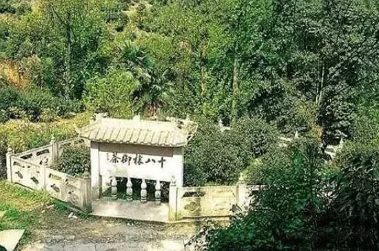 母樹大紅袍給誰喝了，為什么母樹大紅袍叫三棵六株？
