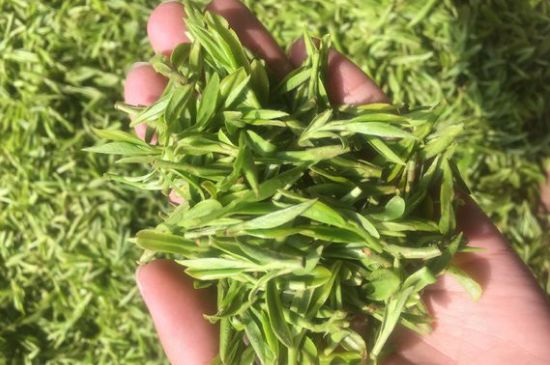 龍井好喝還是毛尖好喝，綠茶是龍井好還是毛尖好？