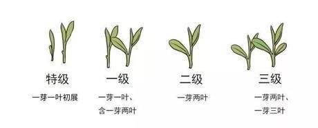 烏牛早和龍井的區(qū)別圖片，龍井43號和烏牛早茶的對比