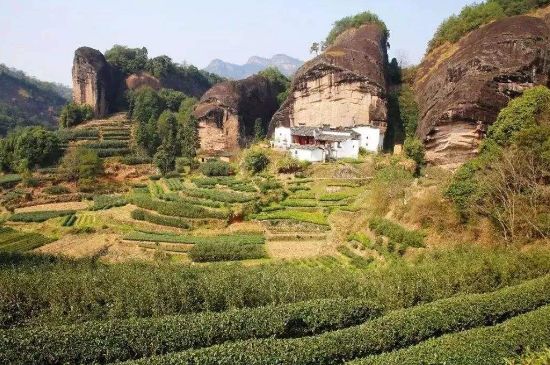 馬頭巖肉桂是大紅袍嗎，大紅袍肉桂屬于什么茶？