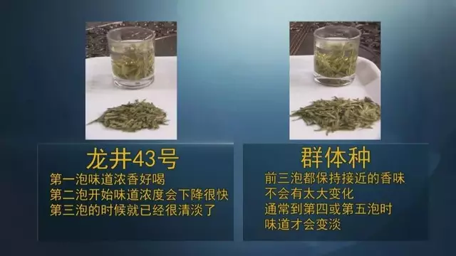 龍井群體種和43號(hào)的區(qū)別圖片，龍井43和群體種哪個(gè)好喝？