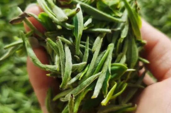 金壇雀舌算不算好茶，金壇雀舌屬于什么檔次茶葉？