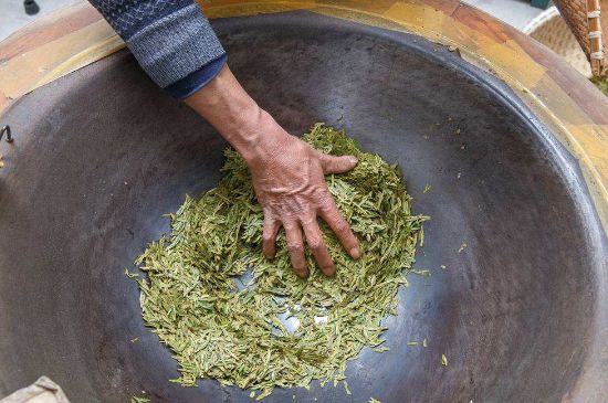 雀舌有一股青草味，雀舌為什么有青草味？