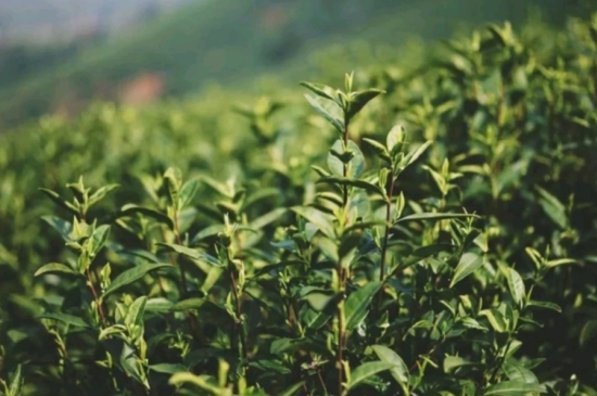 龍井是明前的好還是雨前的好，明前茶和雨前茶哪個(gè)好喝？