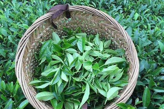 鴨屎香單叢雪片茶的特點，鳳凰雪片茶有什么特點？