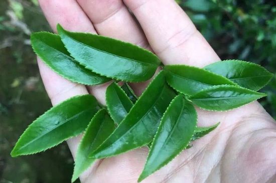 鋸朵仔跟鴨屎香哪個(gè)貴，鋸朵子和鴨屎香哪個(gè)好喝？