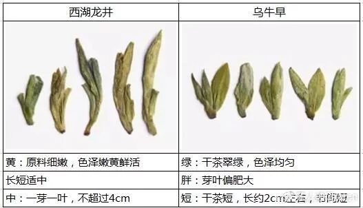 烏牛早和龍井的區(qū)別圖片，龍井43號和烏牛早茶的對比