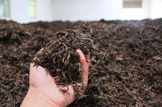 茯磚茶與普洱茶哪個(gè)好，茯茶和普洱茶口味區(qū)別