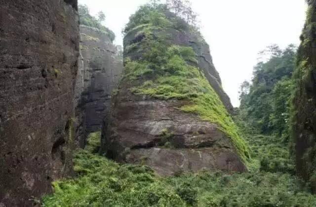 武夷山為什么盛產(chǎn)茶葉，武夷山茶為什么好喝？