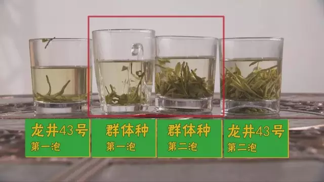 龍井群體種和43號(hào)的區(qū)別圖片，龍井43和群體種哪個(gè)好喝？
