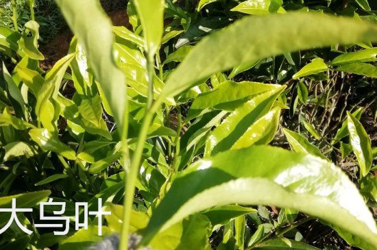 鴨屎香和大烏葉是同一種茶葉嗎，單叢大烏葉和鴨屎香有什么區(qū)別？