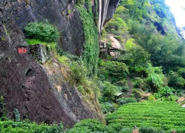 武夷山為什么盛產(chǎn)茶葉，武夷山茶為什么好喝？