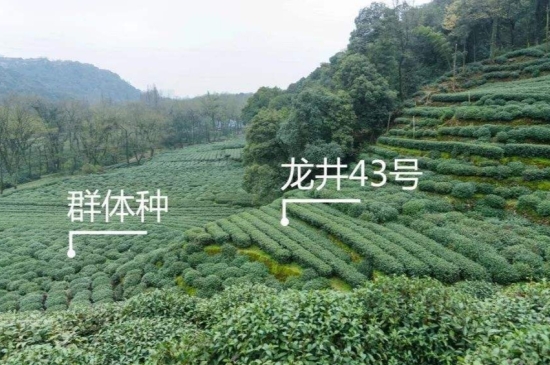 43號龍井屬于好茶嗎，龍井茶43號是什么意思？