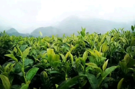 一天3杯紅茶抗癌，常飲紅茶對(duì)身體有好處！