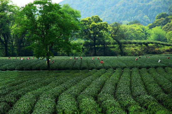 蘇州碧螺春東山好還是西山好，洞庭碧螺春西山和東山哪個(gè)好？