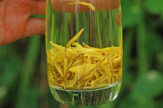 茶中奇葩黃金芽，安吉白茶中黃金芽的特點(diǎn)
