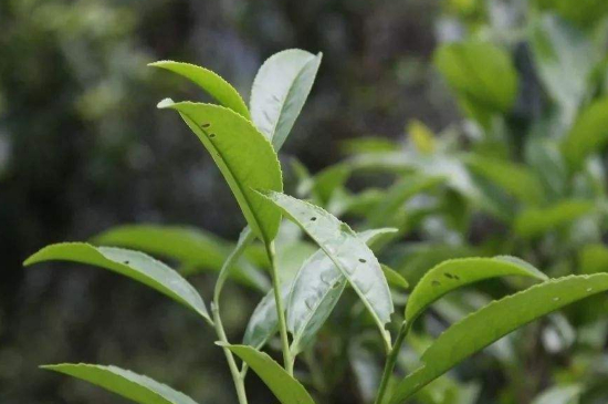 單叢茶十大香型以及常見品種大全，潮安鳳凰單樅十大名香歸類