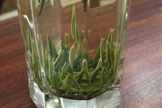 竹葉青和雀舌哪個(gè)貴，竹葉青茶貴嗎？