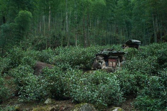 300塊錢的金駿眉能喝嗎，兩三百多金駿眉和一千多區(qū)別