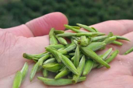 什么綠茶茶葉唇齒留香，哪個品種綠茶香氣好？