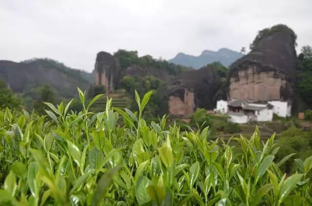 武夷山為什么盛產(chǎn)茶葉，武夷山茶為什么好喝？