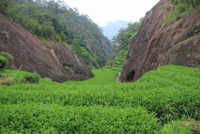 武夷山為什么盛產(chǎn)茶葉，武夷山茶為什么好喝？
