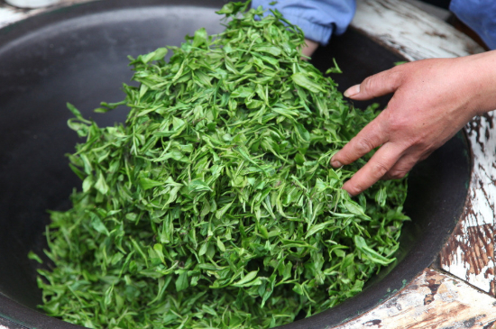 潮汕炒茶屬于什么茶，潮汕炒茶是綠茶嗎？