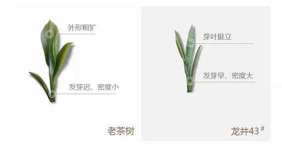 43號龍井屬于好茶嗎，龍井茶43號是什么意思？
