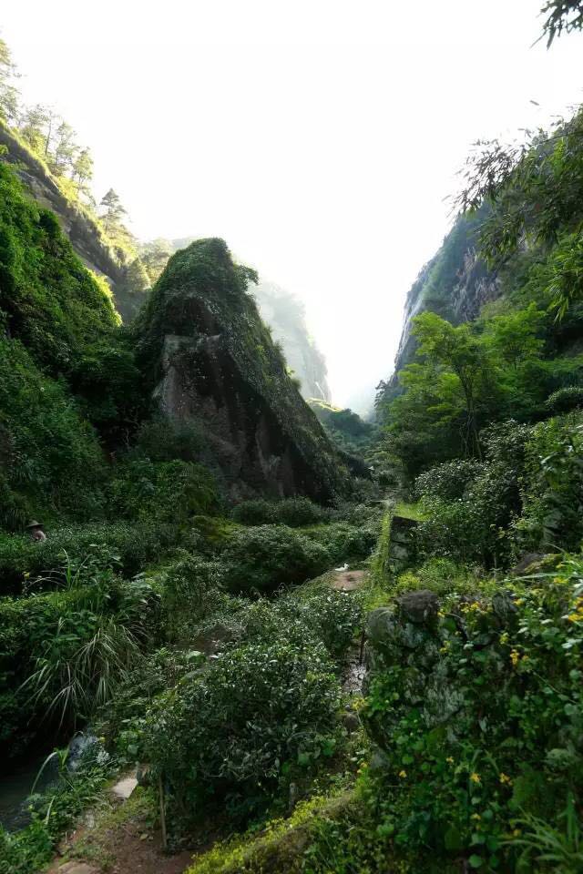 武夷山為什么盛產(chǎn)茶葉，武夷山茶為什么好喝？