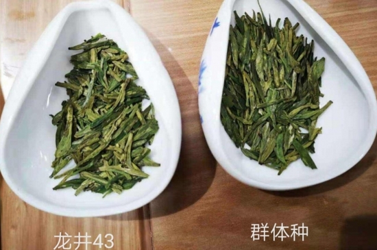 43號龍井屬于好茶嗎，龍井茶43號是什么意思？