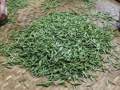 金駿眉幾年可以算陳茶，金駿眉新茶好還是老茶