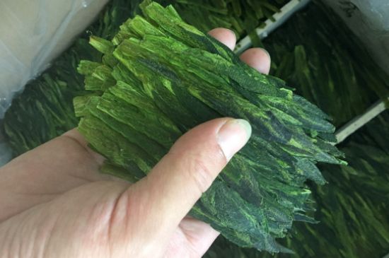 什么綠茶味道濃香，那個綠茶比較濃香？