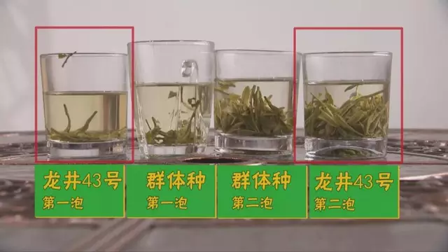 烏牛早和龍井的區(qū)別圖片，龍井43號和烏牛早茶的對比