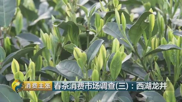 龍井群體種和43號(hào)的區(qū)別圖片，龍井43和群體種哪個(gè)好喝？