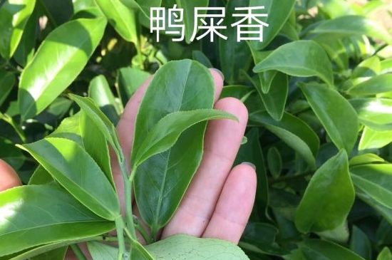 鴨屎香和大烏葉是同一種茶葉嗎，單叢大烏葉和鴨屎香有什么區(qū)別？