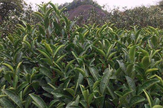 馬頭巖肉桂是大紅袍嗎，大紅袍肉桂屬于什么茶？