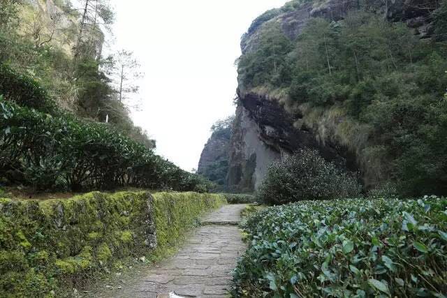 武夷山為什么盛產(chǎn)茶葉，武夷山茶為什么好喝？