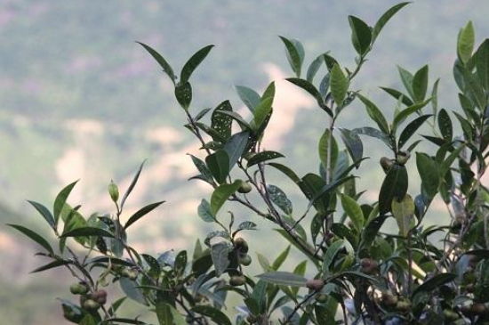 單叢茶十大香型以及常見品種大全，潮安鳳凰單樅十大名香歸類