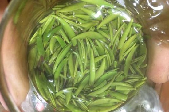 雀舌有一股青草味，雀舌為什么有青草味？