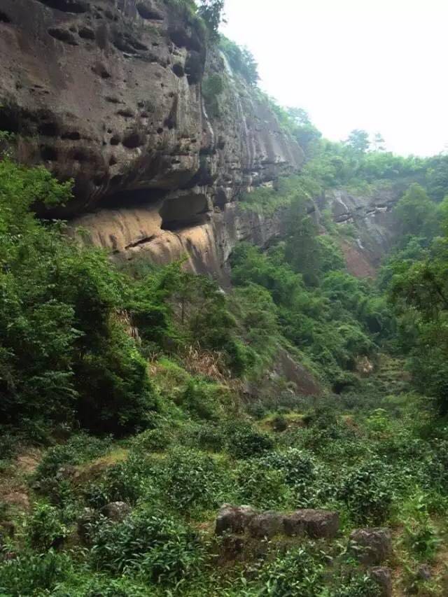 武夷山為什么盛產(chǎn)茶葉，武夷山茶為什么好喝？