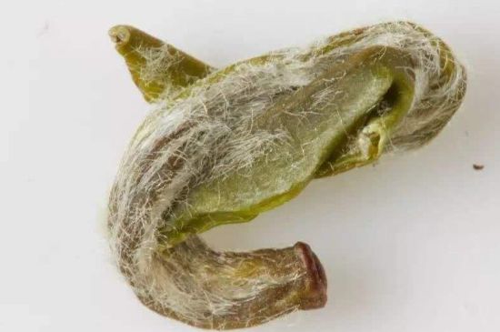 羊巖勾青是綠茶嗎，羊巖勾青茶屬于什么茶？