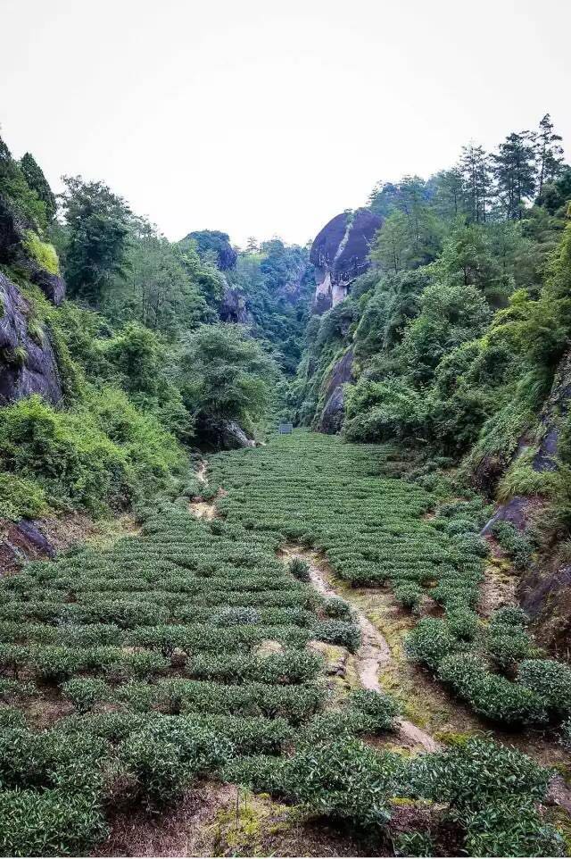 武夷山為什么盛產(chǎn)茶葉，武夷山茶為什么好喝？