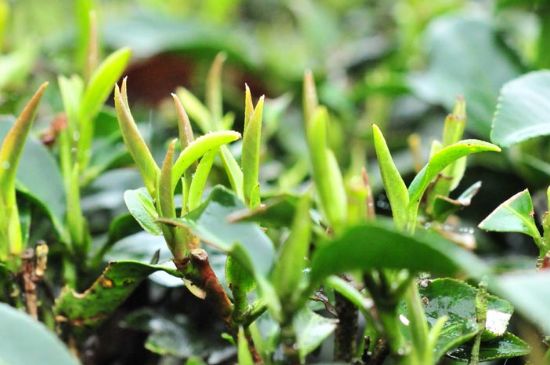 單樅茶什么季節(jié)最好喝，鳳凰單叢茶春茶好還是秋茶好？