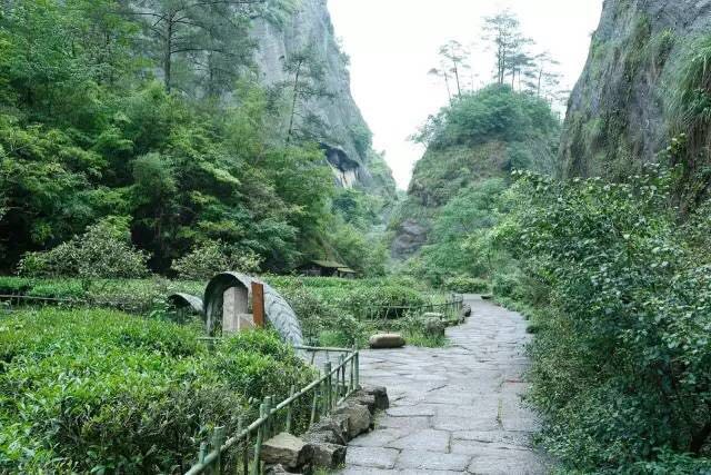 武夷山為什么盛產(chǎn)茶葉，武夷山茶為什么好喝？